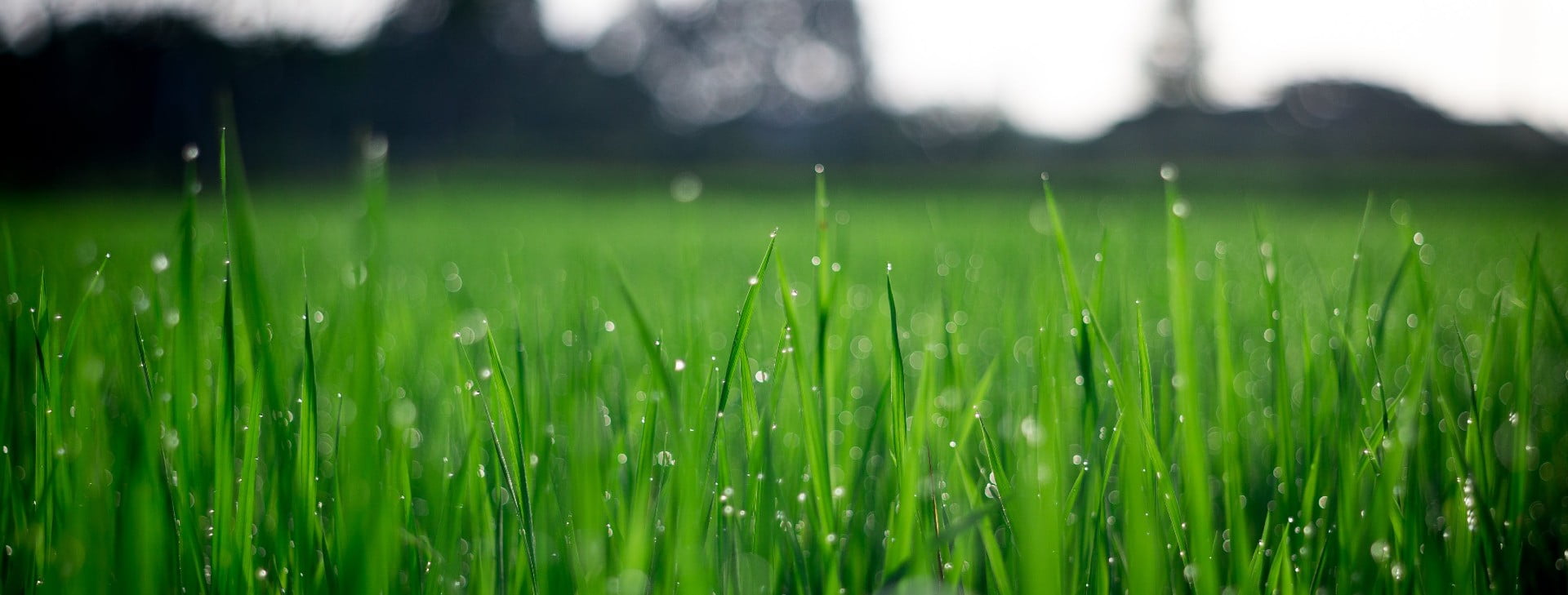 We treat your lawn like our own!